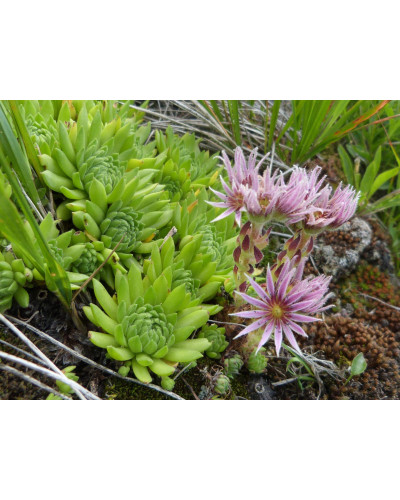 Молодило гірське | Sempervivum montanum | Молодило горное