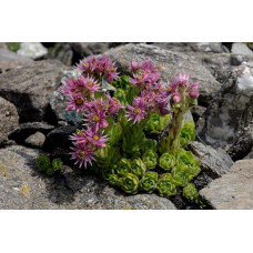 Молодило гірське | Sempervivum montanum | Молодило горное