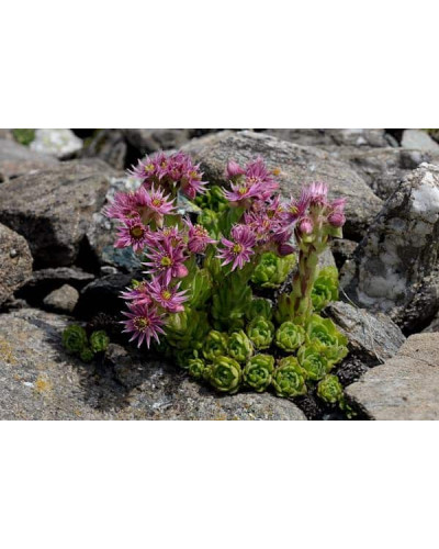 Молодило гірське | Sempervivum montanum | Молодило горное