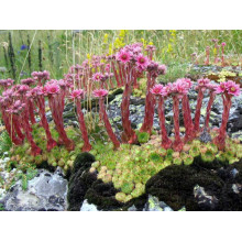 Молодило гірське | Sempervivum montanum | Молодило горное