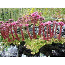 Молодило гірське | Sempervivum montanum | Молодило горное