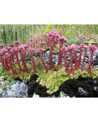Молодило гірське | Sempervivum montanum | Молодило горное