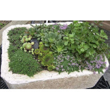 Молодило гірське | Sempervivum montanum | Молодило горное