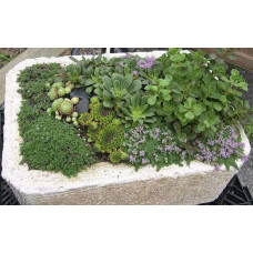 Молодило гірське | Sempervivum montanum | Молодило горное