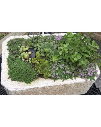 Молодило гірське | Sempervivum montanum | Молодило горное