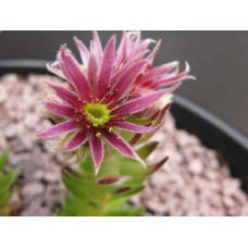 Молодило гірське | Sempervivum montanum | Молодило горное