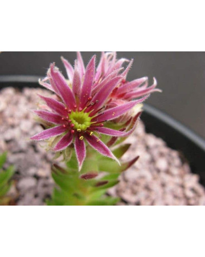 Молодило гірське | Sempervivum montanum | Молодило горное