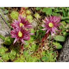 Молодило гірське | Sempervivum montanum | Молодило горное