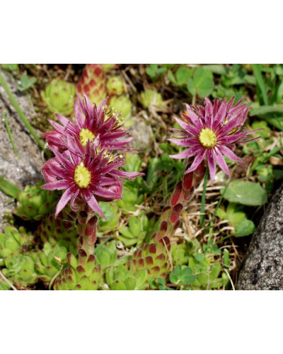 Молодило гірське | Sempervivum montanum | Молодило горное