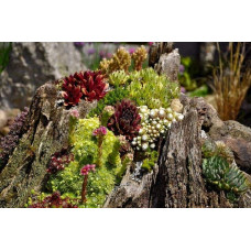 Молодило гірське | Sempervivum montanum | Молодило горное