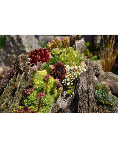 Молодило гірське | Sempervivum montanum | Молодило горное