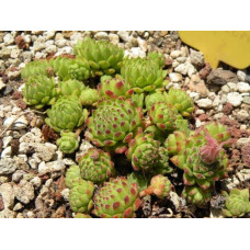 Молодило гірське | Sempervivum montanum | Молодило горное