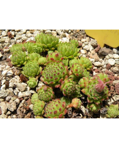 Молодило гірське | Sempervivum montanum | Молодило горное