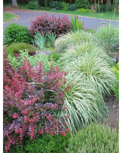 Молінія голуба Варієгата | Молиния голубая Вариегата | Molinia caerulea Variegata