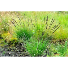 Молінія блакитна | Молиния голубая | Molinia caerulea