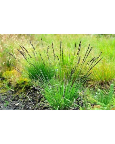 Молінія блакитна | Молиния голубая | Molinia caerulea