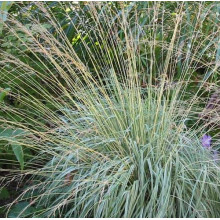 Молінія блакитна | Молиния голубая | Molinia caerulea
