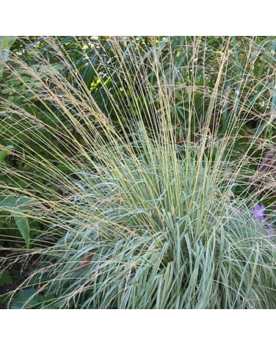 Молінія блакитна | Молиния голубая | Molinia caerulea