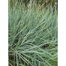Молінія блакитна | Молиния голубая | Molinia caerulea
