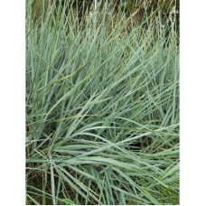 Молінія блакитна | Молиния голубая | Molinia caerulea