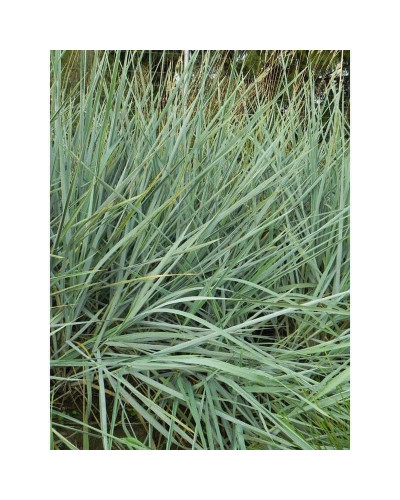 Молінія блакитна | Молиния голубая | Molinia caerulea