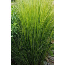 Ковила найтонша Поні Тейлз | Stipa tenuissima Pony Tails | Stipa tenuissima Pony Tails