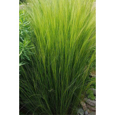 Ковила найтонша Поні Тейлз | Stipa tenuissima Pony Tails | Stipa tenuissima Pony Tails