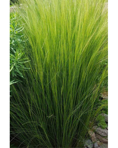 Ковила найтонша Поні Тейлз | Stipa tenuissima Pony Tails | Stipa tenuissima Pony Tails