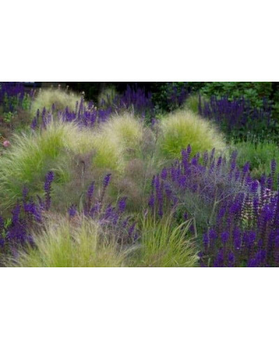 Ковила найтонша Поні Тейлз | Stipa tenuissima Pony Tails | Stipa tenuissima Pony Tails