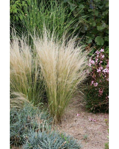 Ковила найтонша Поні Тейлз | Stipa tenuissima Pony Tails | Stipa tenuissima Pony Tails