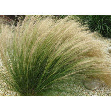 Ковила найтонша Поні Тейлз | Stipa tenuissima Pony Tails | Stipa tenuissima Pony Tails