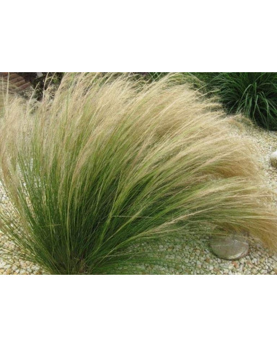 Ковила найтонша Поні Тейлз | Stipa tenuissima Pony Tails | Stipa tenuissima Pony Tails