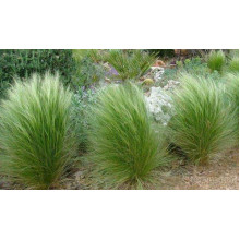 Ковила найтонша Поні Тейлз | Stipa tenuissima Pony Tails | Stipa tenuissima Pony Tails
