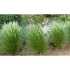 Ковила найтонша Поні Тейлз | Stipa tenuissima Pony Tails | Stipa tenuissima Pony Tails