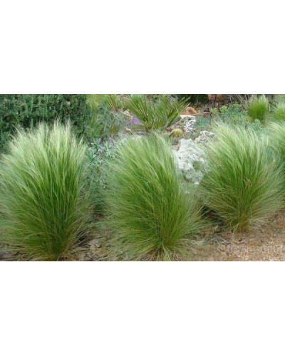 Ковила найтонша Поні Тейлз | Stipa tenuissima Pony Tails | Stipa tenuissima Pony Tails