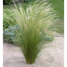 Ковила найтонша Поні Тейлз | Stipa tenuissima Pony Tails | Stipa tenuissima Pony Tails