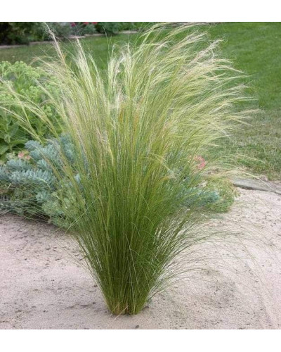 Ковила найтонша Поні Тейлз | Stipa tenuissima Pony Tails | Stipa tenuissima Pony Tails