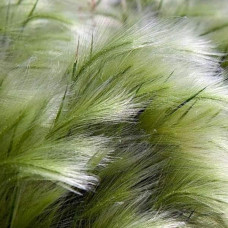 Ковила найтонша Поні Тейлз | Stipa tenuissima Pony Tails | Stipa tenuissima Pony Tails