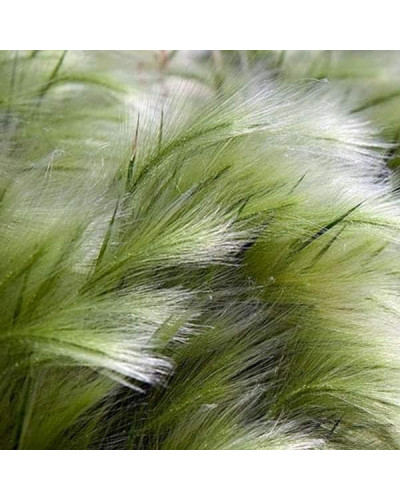 Ковила найтонша Поні Тейлз | Stipa tenuissima Pony Tails | Stipa tenuissima Pony Tails
