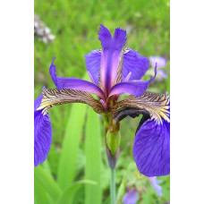 Ірис щетинистий Варієгата / Півники | Iris setosa Variegata | Ирис щетинистый Вариегата / Петушки