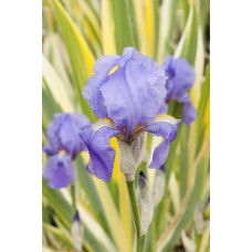 Ірис щетинистий Варієгата / Півники | Iris setosa Variegata | Ирис щетинистый Вариегата / Петушки