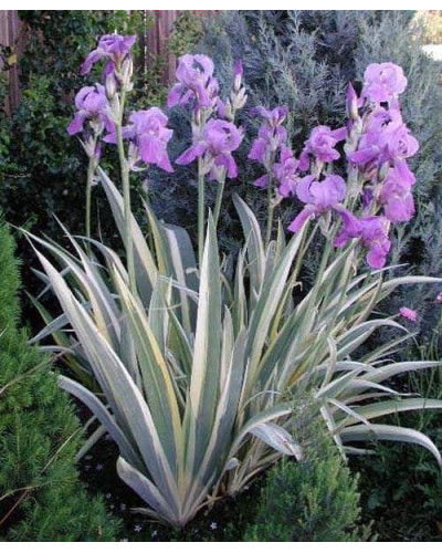 Ірис щетинистий Варієгата / Півники | Iris setosa Variegata | Ирис щетинистый Вариегата / Петушки