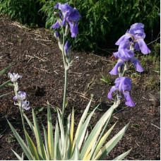Ірис щетинистий Варієгата / Півники | Iris setosa Variegata | Ирис щетинистый Вариегата / Петушки