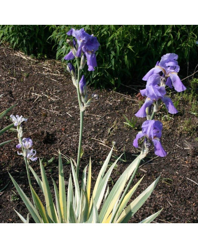 Ірис щетинистий Варієгата / Півники | Iris setosa Variegata | Ирис щетинистый Вариегата / Петушки