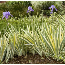 Ірис щетинистий Варієгата / Півники | Iris setosa Variegata | Ирис щетинистый Вариегата / Петушки
