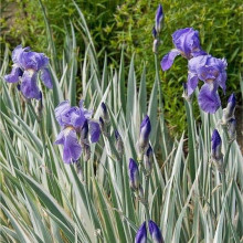 Ірис щетинистий Варієгата / Півники | Iris setosa Variegata | Ирис щетинистый Вариегата / Петушки