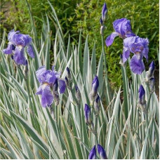 Ірис щетинистий Варієгата / Півники | Iris setosa Variegata | Ирис щетинистый Вариегата / Петушки