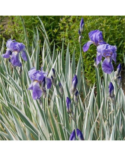 Ірис щетинистий Варієгата / Півники | Iris setosa Variegata | Ирис щетинистый Вариегата / Петушки