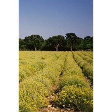 Безсмертник піщаний / Цмин | Helichrysum arenarium | Бессмертник песчаный / Цмин