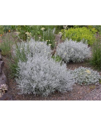 Безсмертник піщаний / Цмин | Helichrysum arenarium | Бессмертник песчаный / Цмин